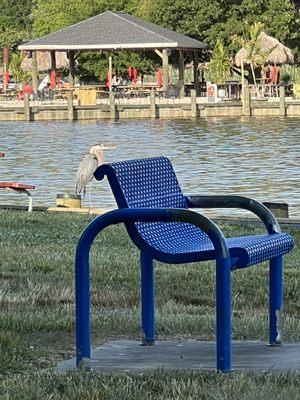 "The Island" restaurant can be seen behind the heron.