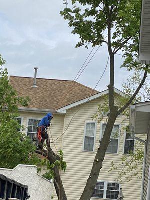 Ds Tree Services