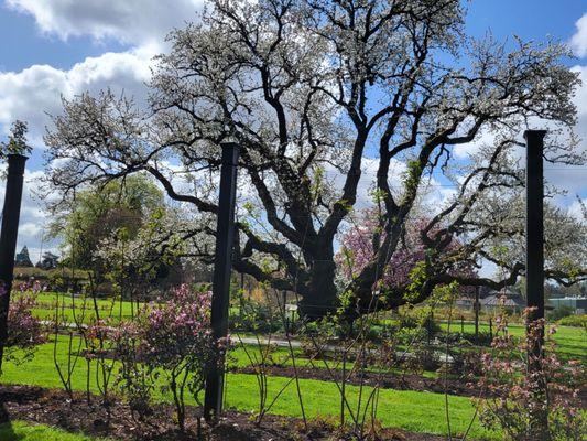 More of The Rose Garden