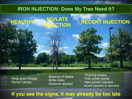 Iron injections in Omaha from knowledgeable local arborists. We operate with the health of your tree in mind.