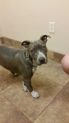 Tifa waiting for more treats in the exam room