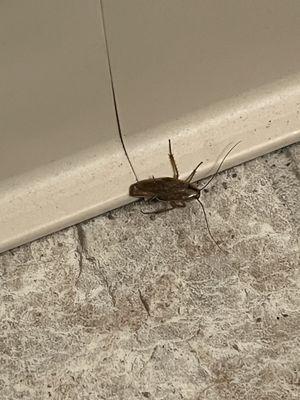 bathroom floor roach