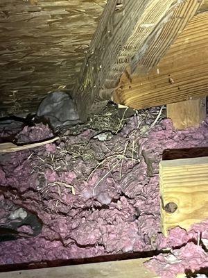 Squirrel in attic - Grass and leaves in the attic from a squirrel nest.