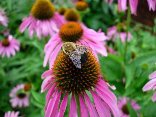 We carry seed and plants for 700+ species of grasses and wildflowers.