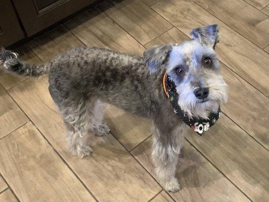 Barkley after his cut.  They even gave him a holiday bandana!