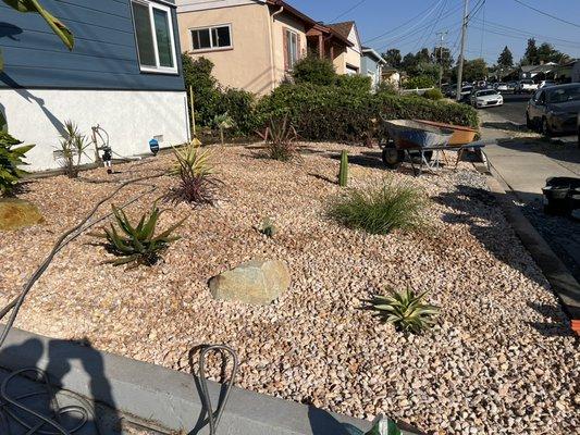 Front Yard landscaping, gravel and plants