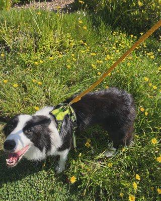 our boarders get to spend time outdoor at least twice a day. We make sure they can get moderate exercise and mental stimulation everyday