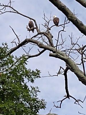 Mama and papa eagle on the 12th hole