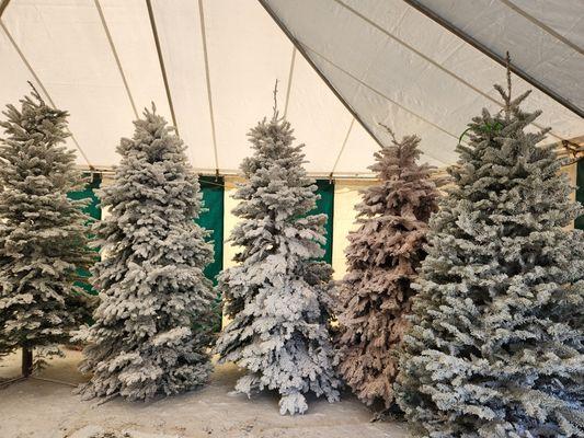 Already FLOCKED trees at discounted price.