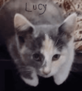 LUCY-wild little kitty