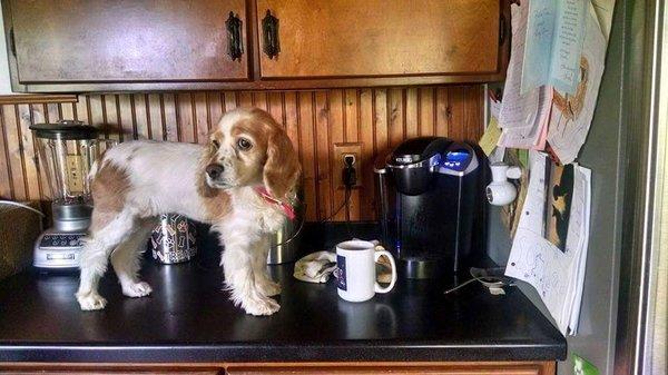 Snookie might have been part mountain goat.  We often found her standing atop counters and tables.  She made a great cup of coffee ;)