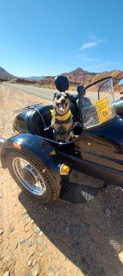 Sidecar ride to Moab, Ut. Aussie Molly Blue likes adventures !