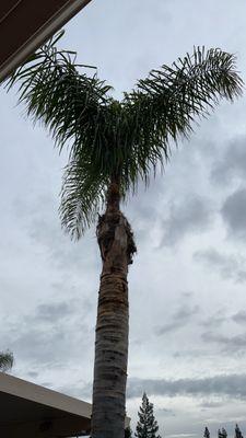 Queen palm tree after service.