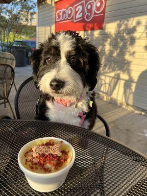 Pup Sno!