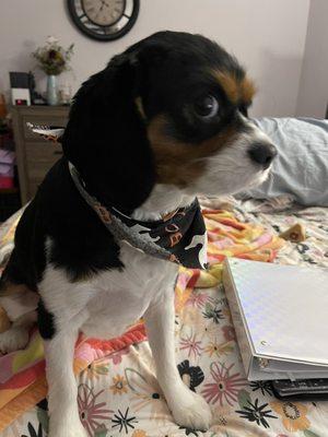 A side view of his adorable face! Showing off his neatly trimmed ear!