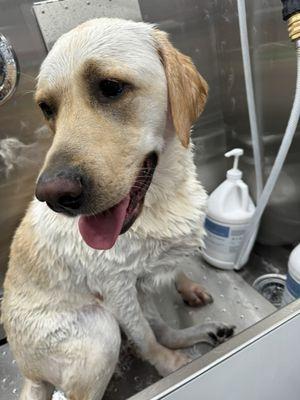 My 105 lb lab getting the "shed-less" treatment!  Highly recommend for your hairy babies.