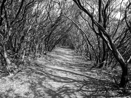 one of the trails on the Weimar property