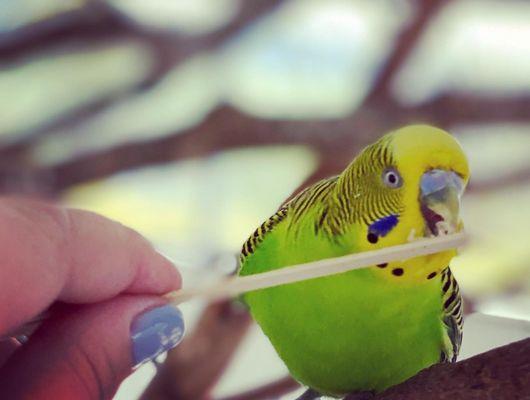 Feeding the Budgies.