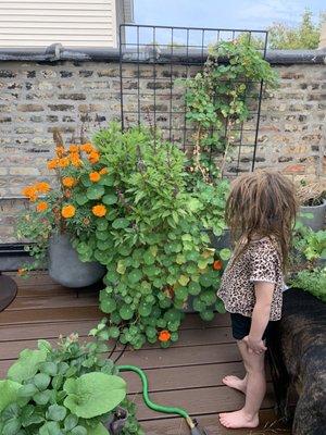 Marigolds, nasturtium, strawberries, and basil going crazy into Oct. I completely attribute my success to irrigation help from Dan & team.