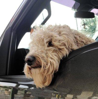 Tucker patiently waiting on me to finish drying off the truck!!