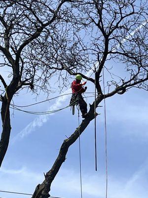 Cabanas Tree Service