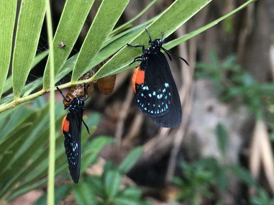 Atala butterflies recently hatched on a coontie plant from Lyons