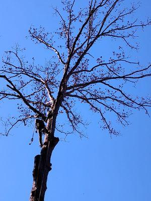 Tree removal