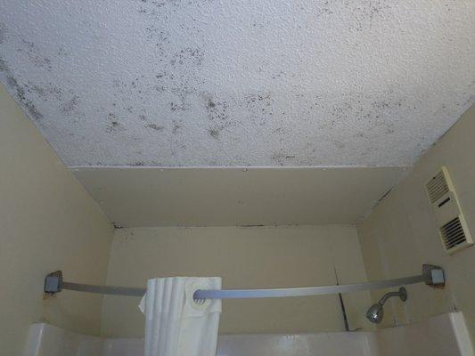 Black mold/ mildew