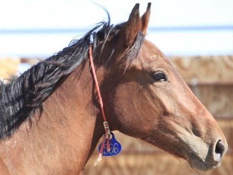 Breezy Bluff Riding Academy