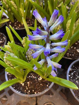 Hyacinth is perfect for still nights, because this flower is soooo fragrant!!