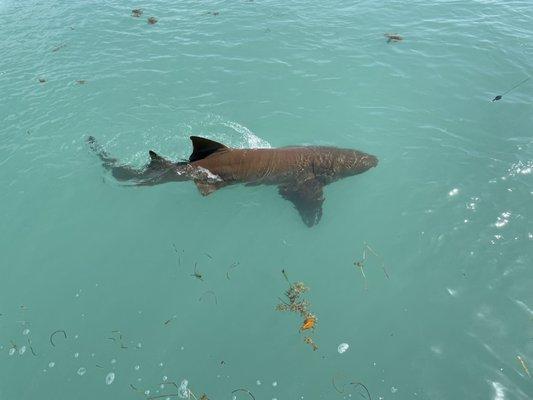 Nurse shark