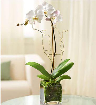 Orchid plants