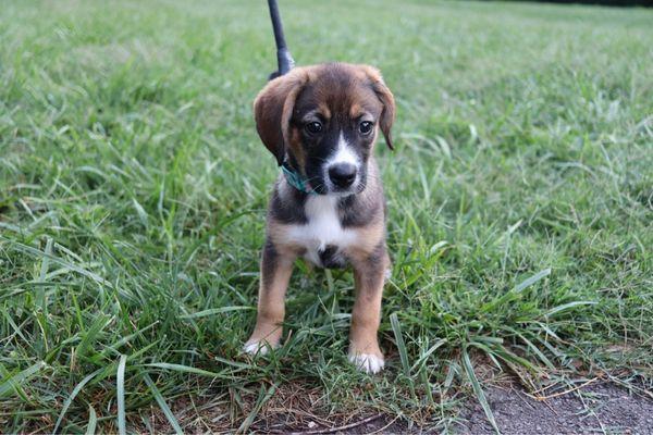 One of my foster pups at two months old.