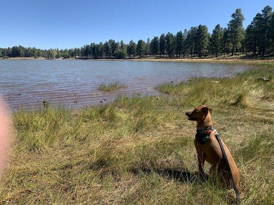 Otto enjoying the lake view.  My sweet water dog.