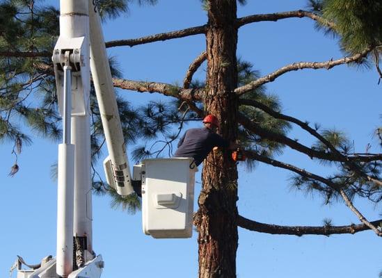 Using our 80ft boom truck to take down large trees! No matter what you need Estates Tree Service can help!