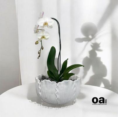 Sensational orchids Miami arrangement