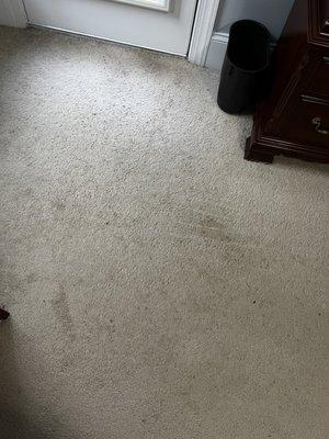 Elite Carpet Care