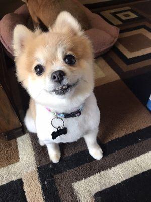 My Maisie girl after grooming.