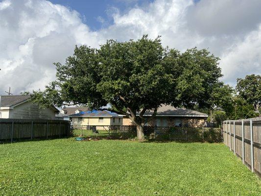 Live oak tree