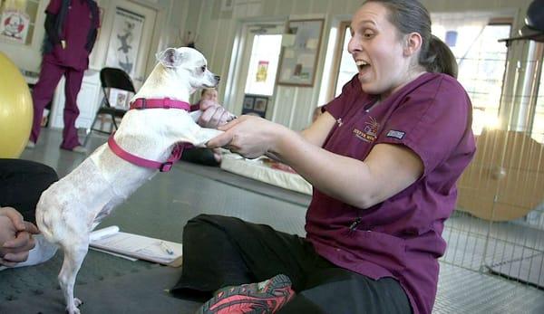 We offer physical therapy for pets, which is great for seniors with arthritis  or pets recovering from surgery.