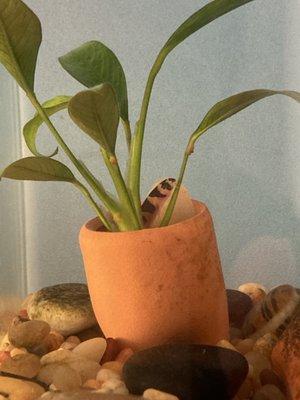 New Kuhli Loach from May 2021 hiding in a flower pot.