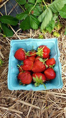 Went strawberry picking today!