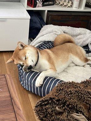 My tired sleeping shiba inu puppy after a big run