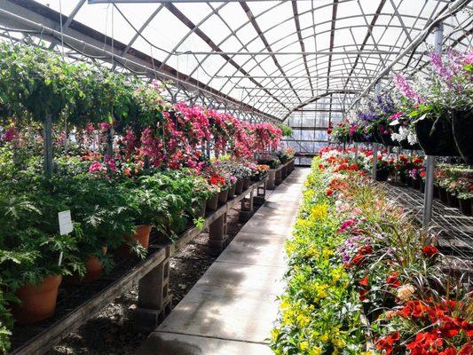 Spacious greenhouses