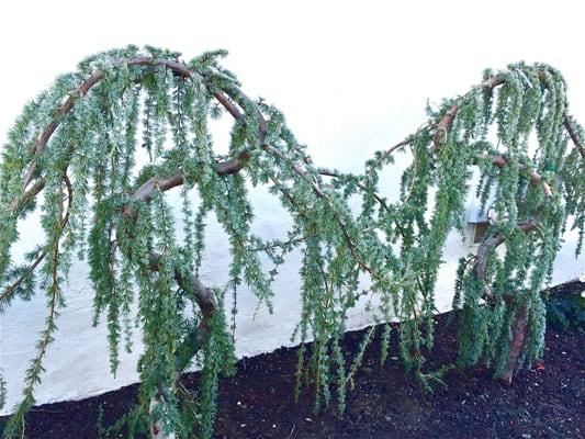 Blue Weeping Atlas Cedars