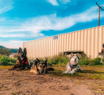 Bali, Remi and Blue all off leash and loving it!