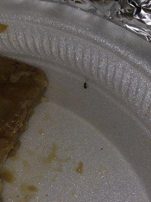 The roach I found in the plate I had in the refrigerator