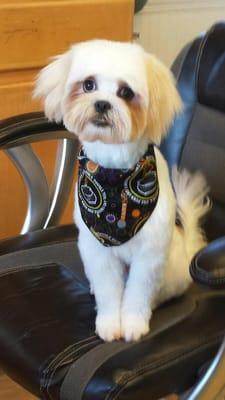 She also got a cute bandana for Halloween