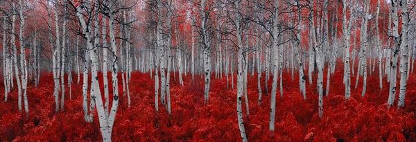 Peter Lik - Rouge