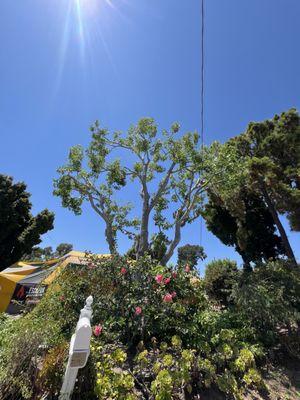 Tree Trimming (After Photo)
Liquid Amber